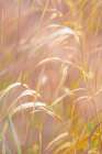 USA, Washington State, Seabeck, Scenic Beach State Park. Dried grasses close-up. Art Print